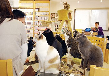 Ресторан для кошек в Японии