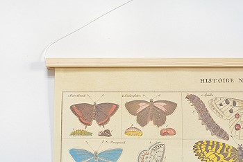 Постер с бабочками